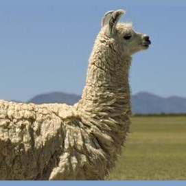 Llamas 