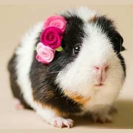 Rodent (guinea pigs, mice, etc.)