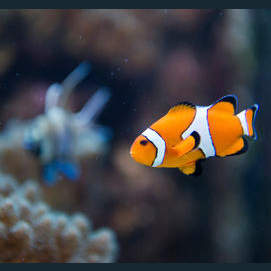 Fish or Turtle