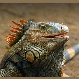 Reptile (Snake, iguana, etc.)
