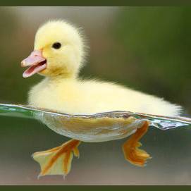 Ducklings are very mythical.