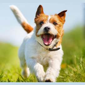 Pet