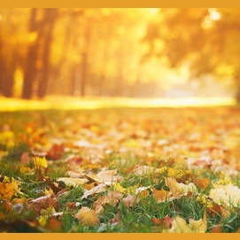 Fall