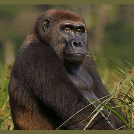 un primate