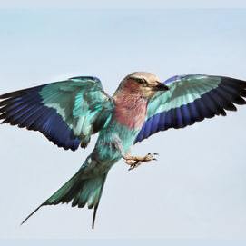un pájaro