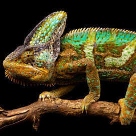 un reptil