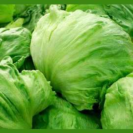 Iceberg Lettuce