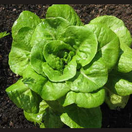 Bibb Lettuce