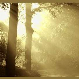 Light 