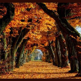 Cool as autumn 