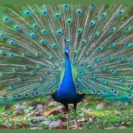 Peacock
