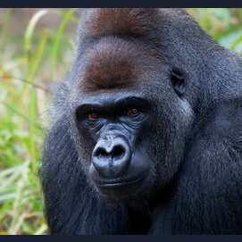 Gorilla