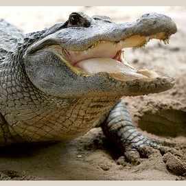 Alligator