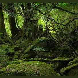 The Woods