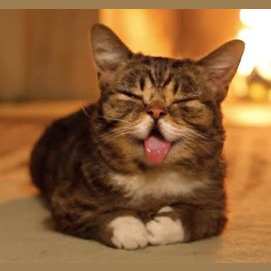 Lil Bub