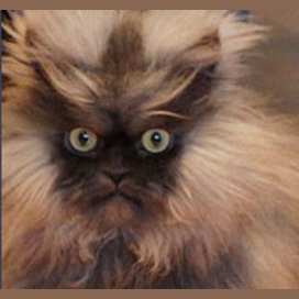 Colonel Meow