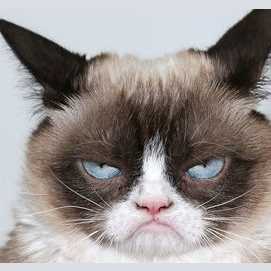 Grumpy Cat