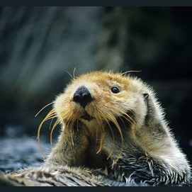 Otter