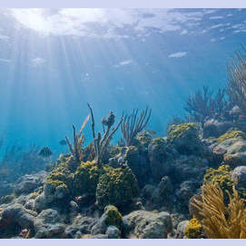Sea.