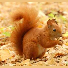 A Squirrel