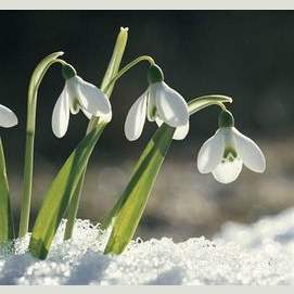 A Snowdrop