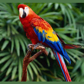 A Parrot