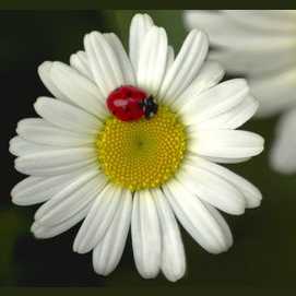 A Daisy