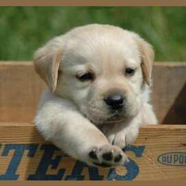 A Dog