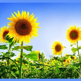 A Sunflower