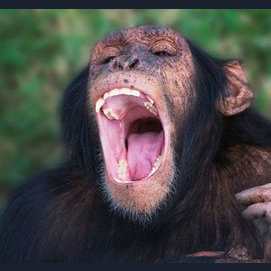 A Chimpanzee  