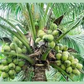 A Coconut Tree