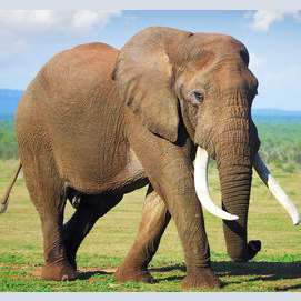 An Elephant