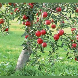 An Apple Tree