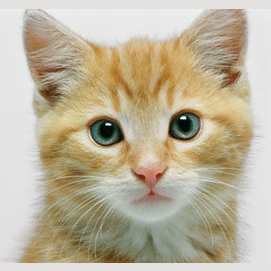 A Cat