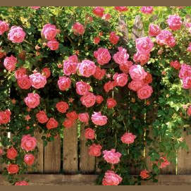 A Rose Bush