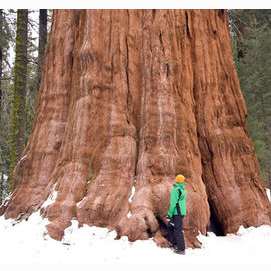 A Giant Redwood/Sequoia