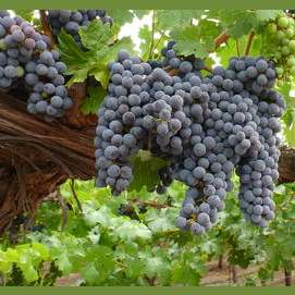 A Grape Vine