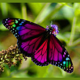 A Butterfly