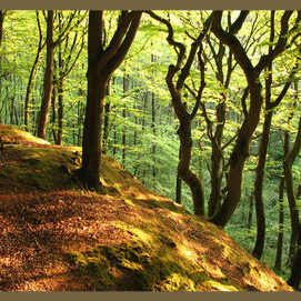 In the forest