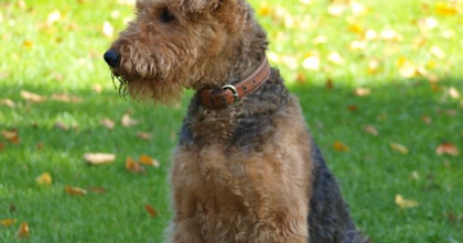 They are the largest terriers out there what #39 s their name?