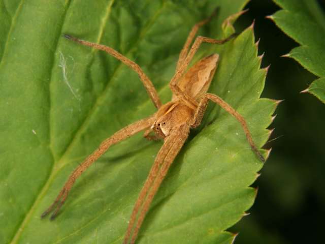 The nurseryweb is a large spider - adults are 10 to 15 mm in length - which is shaped a bit like a short cigar with long, robust legs. When resting, the front pairs of legs are typically held outstretched and close together to the front. Body colour is variable but the front segment of the body almost always has a darker central band with a thin white or yellow line down the middle. The Nurseryweb is most abundant in the south of the UK, with scattered recorded sightings in Scotland. However, experts believe the spider may be spreading more widely north of the border.