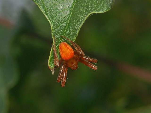 The strawberry spider has been found only at Killiecrankie in Perthshire and at Corrimony, near Glen Affric, prior to 2002. It has also been recorded near Fort Augustus and Spean Bridge, before being found at Dundreggan during a survey there in 2009. The spider's range in Scotland seems to be increasing, with discoveries in other parts of Glen Moriston, Glen Garry and at Loch Arkaig. The Glen Moriston records account for most of the currently-known population in Scotland.