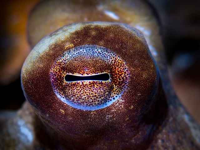 Осьминог дофлейна гигантский. Глаз головоногого моллюска. Форма глаз осьминога. У осьминога зрачок прямоугольный. Строение глаза осьминога.