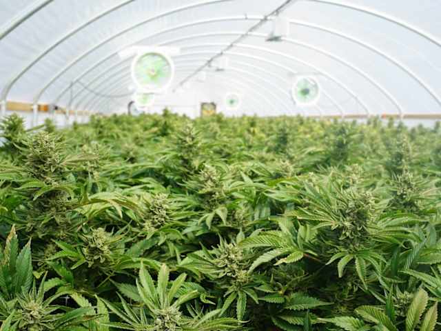 Polls show overwhelmingly strong support for medical marijuana, and it spans the political spectrum.The federal government should not be meddling in state laws that allow it or obstructing research into its many medical benefits.