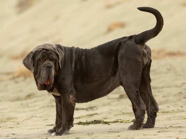 Neapolitan Mastiff For Sale Craigslist Goldenacresdogs Com