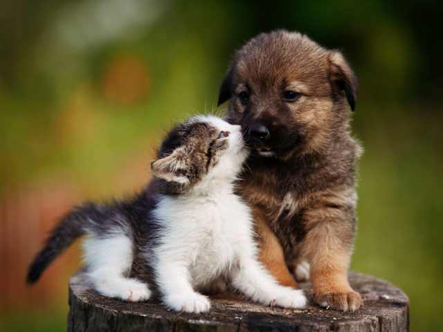 Los perros aman a sus amigos y muerden a sus enemigos