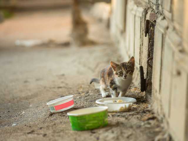 Doce Falsas Creencias A Desterrar Sobre Los Gatos En El Dia