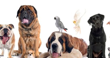 What is your true animal?