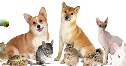 what is your pet