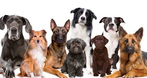 What dog am i playbuzz best sale